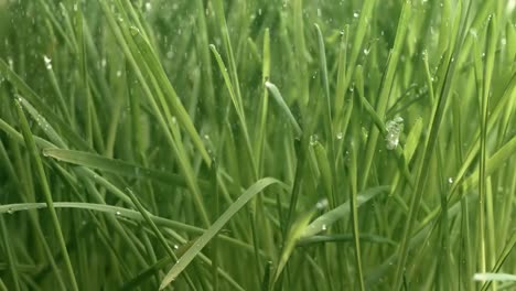 hierba verde en primer plano gotas de lluvia cayendo lentamente sobre la hierba.