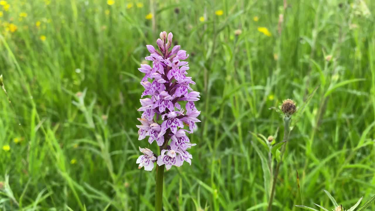 primer plano de una flor de orquídea manchada común moviéndose suavemente en el viento , uk
