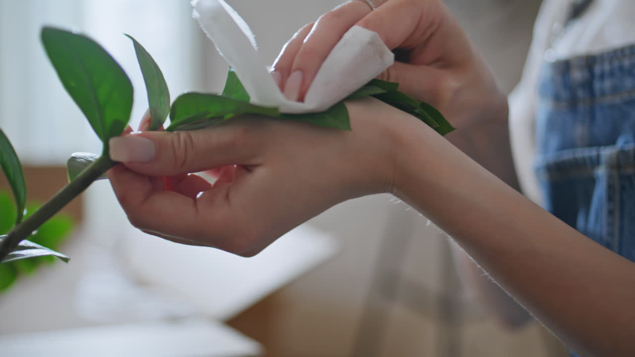 Hands wipe home plant in apartment for botanical care closeup. Unknown woman