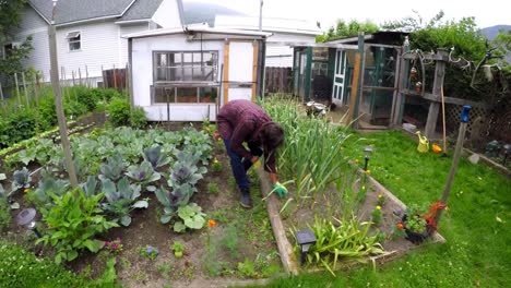 Jardinería-De-Granjero-En-El-Patio-Trasero-4k