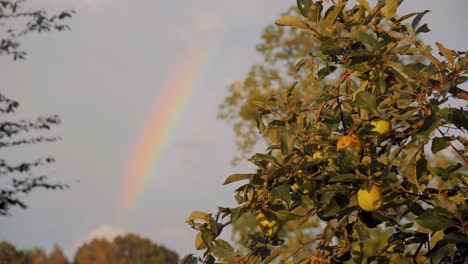 a rainbow in the sky beyond a tree of a cider apple farm, medium shot