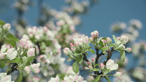 close-up of bright and blooming apple blossom branches