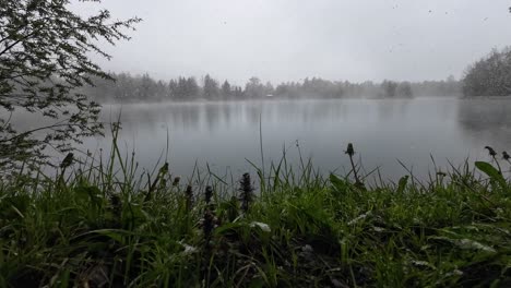 snow fall on flowers in spring with lake and forest in background