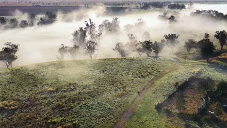 drone footage glides above mist-covered hills and scattered eucalyptus trees at sunrise near tamworth, australia, with soft golden light and tranquil atmosphere