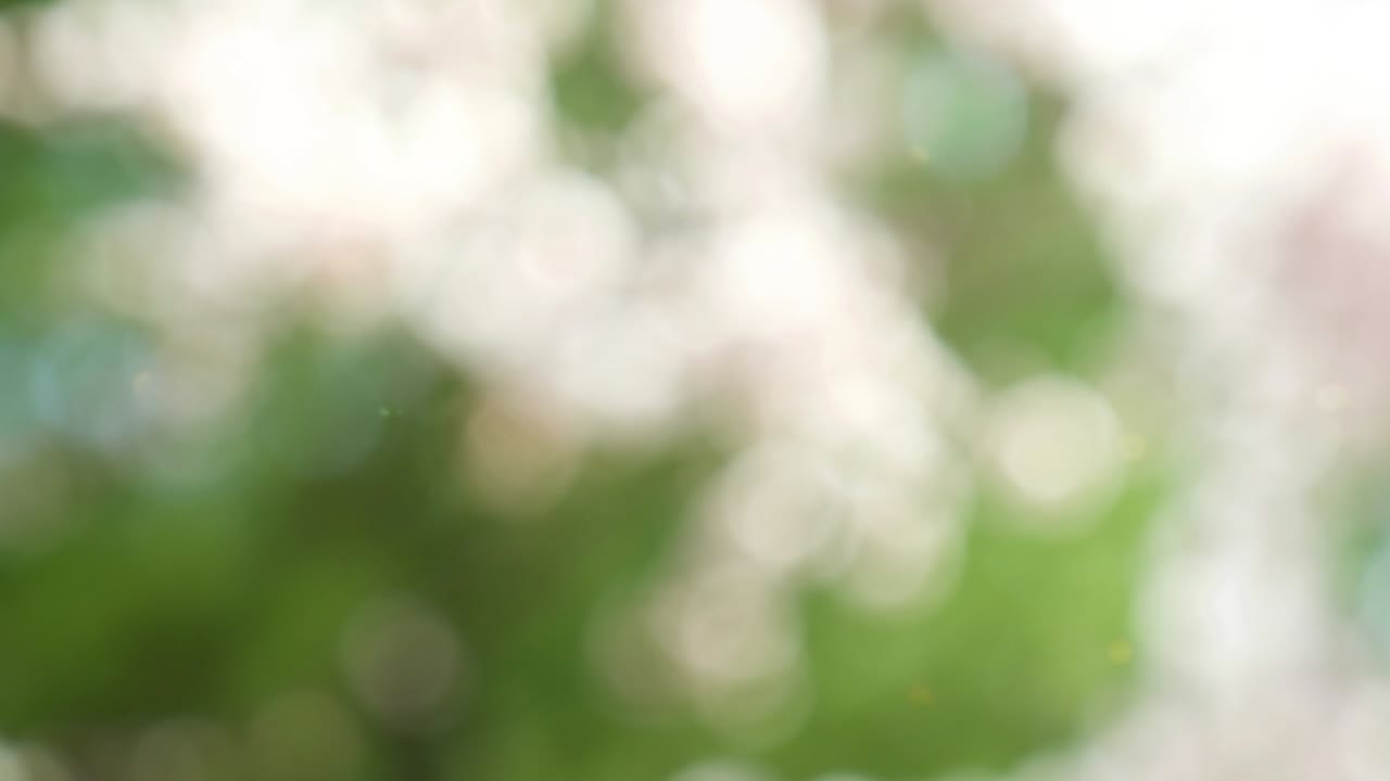 추상적인 숲 보케 모션 배경