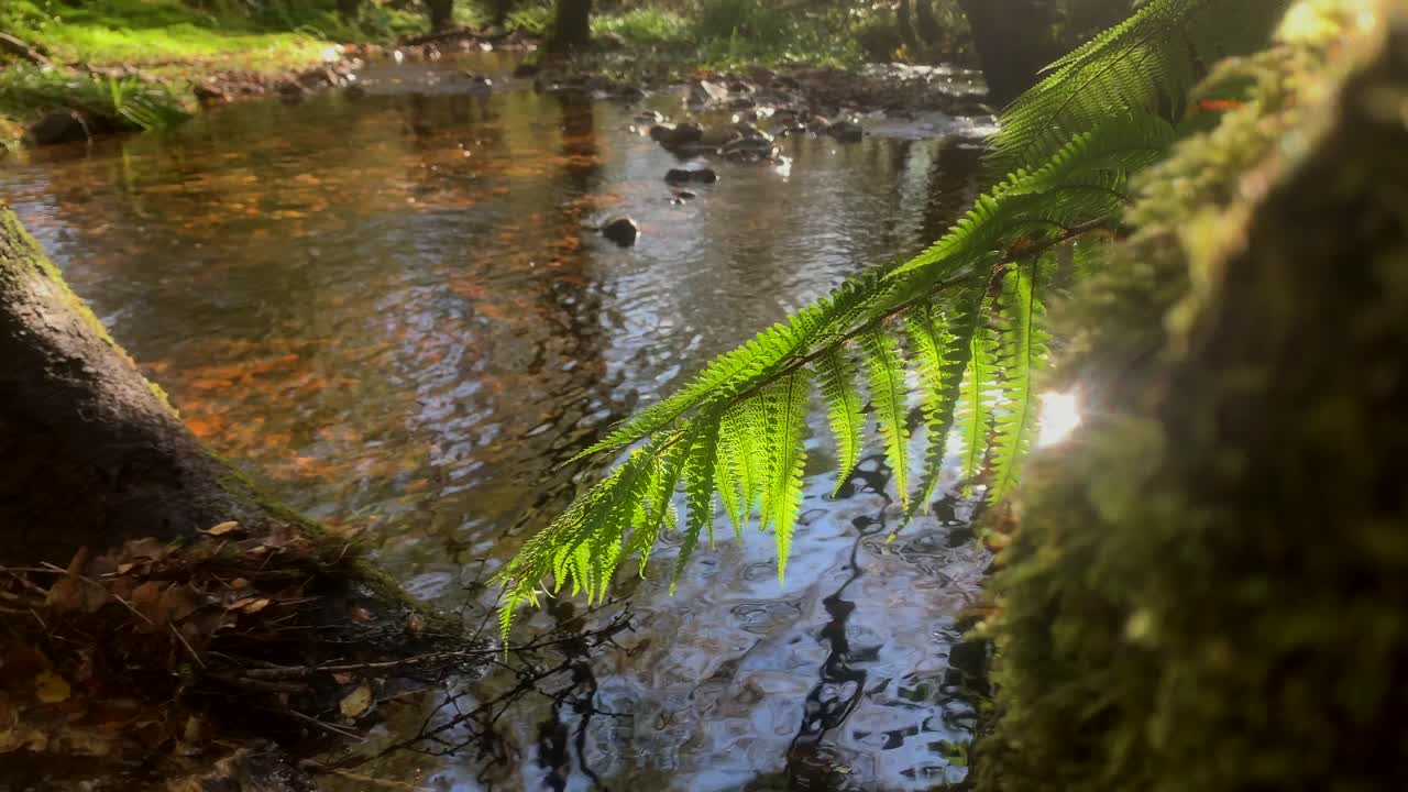 숲을 통과하는 잔잔한 시냇물 위로 바람에 부드럽게 부는 양치류