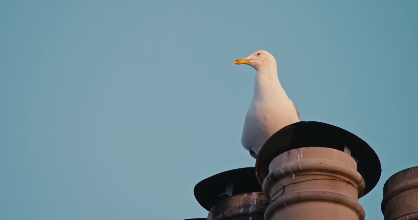 Vue rapprochée d'une mouette perchée sur une cheminée de toit, sur fond de ciel bleu clair. Scène minimaliste de faune urbaine avec lumière naturelle chaude et grand espace pour le texte.