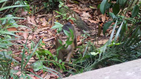 bukit lawang, sumatra, indonesia