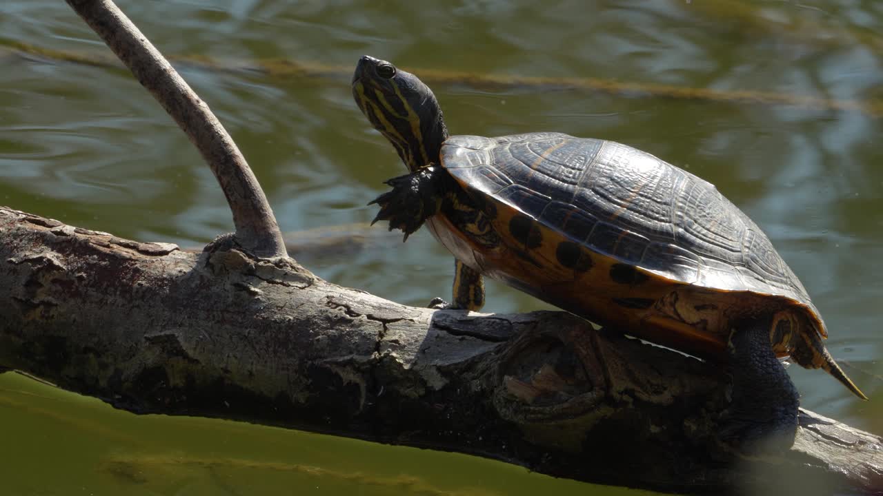 Red-eared Slider Turtle Regulating Body Temperature by Sunbathing on a Log in Nature