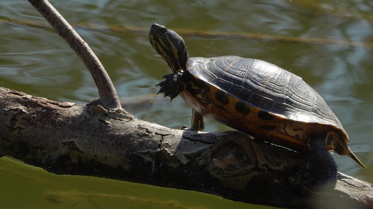 Red-eared Slider Turtle Regulating Body Temperature by Sunbathing on a Log in Nature
