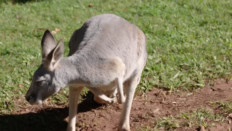un canguro rascándose en un recinto del zoológico
