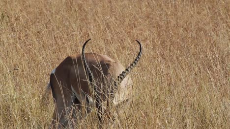 a male of grant's gazelle grazing in the serengeti plains, tanzania
