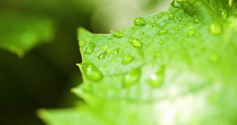 water drops on leaf surface 19