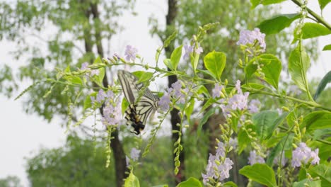 La-Gran-Mariposa-Esta-Recogiendo-Miel