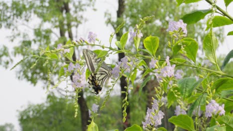 la gran mariposa está recogiendo miel