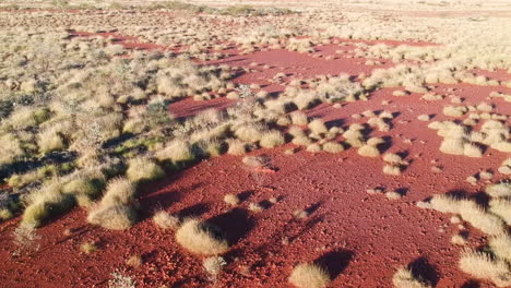 cinematic drone video from bushes and plants in outback road in red sand with dust australia horizon