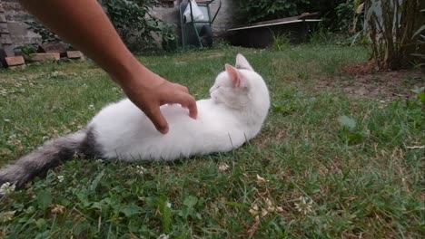 male hand petting and playing with white cat in garden setting