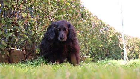 el perro negro está tirado en la hierba y mirando a su alrededor