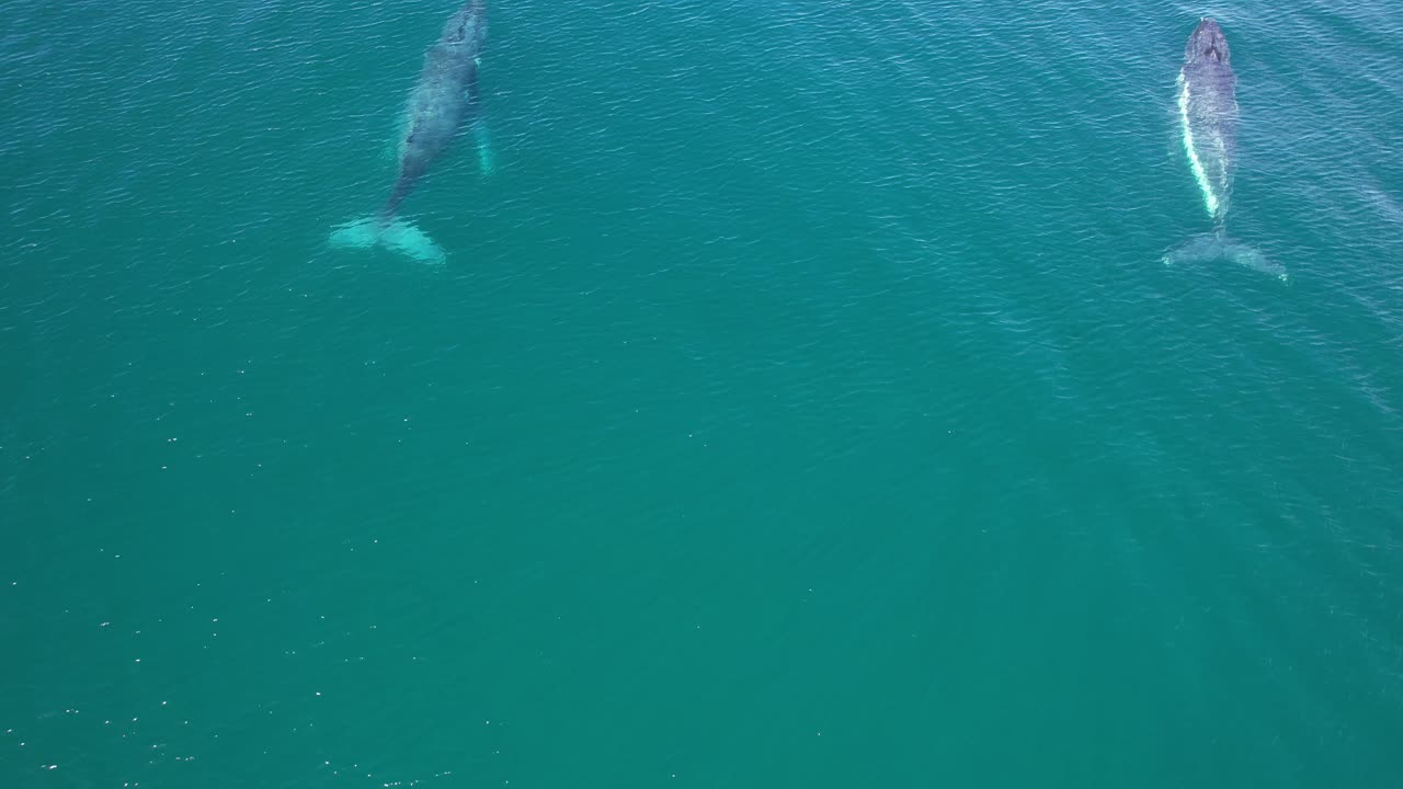 Two Majestic Humpback Whales Swimming in the Waters of Cabarita Beach, Tweed Shire, Bogangar, Northern Rivers, New South Wales, Australia Tracking Shot