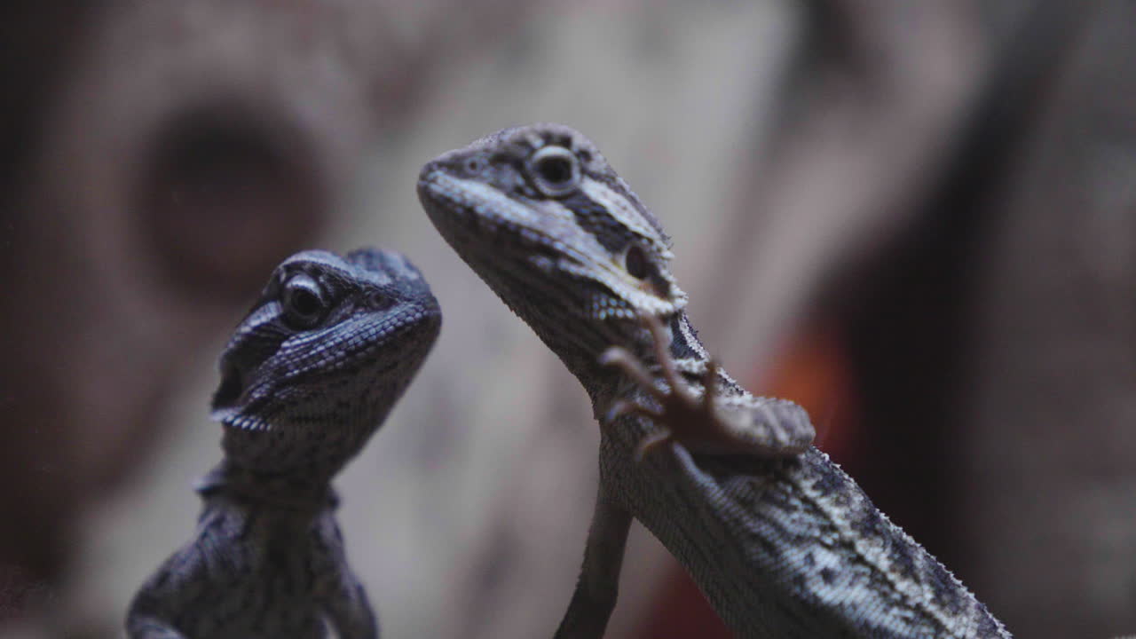 느린 동작으로 테라리움 밖을 내다보는 두 마리의 수염된 용