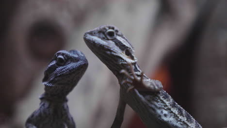 dos dragones barbudos mirando desde su terrario en cámara lenta