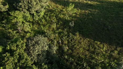 Group-of-people,-mand-and-woman-lost,-exploring-dense-tropical-jungle-and-rainforestin