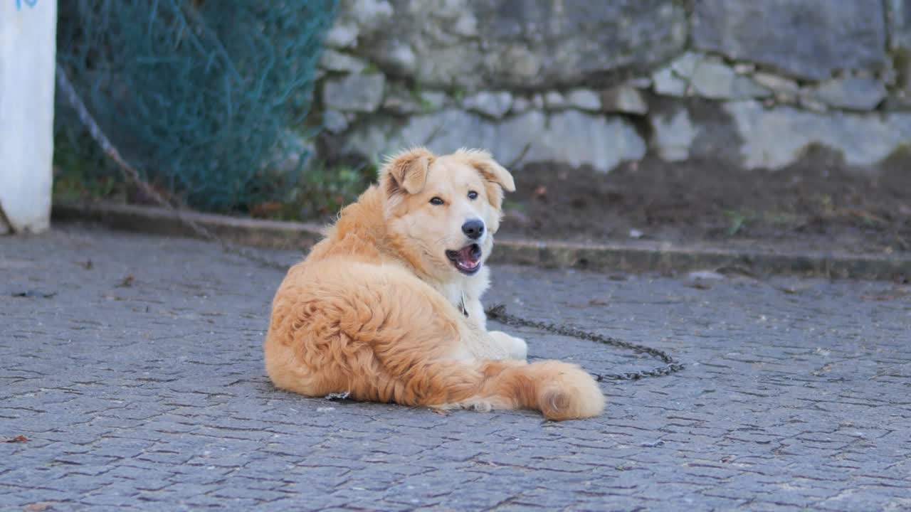 Guardian Dog Resting in a Yellow Pasture on a Sunny Day