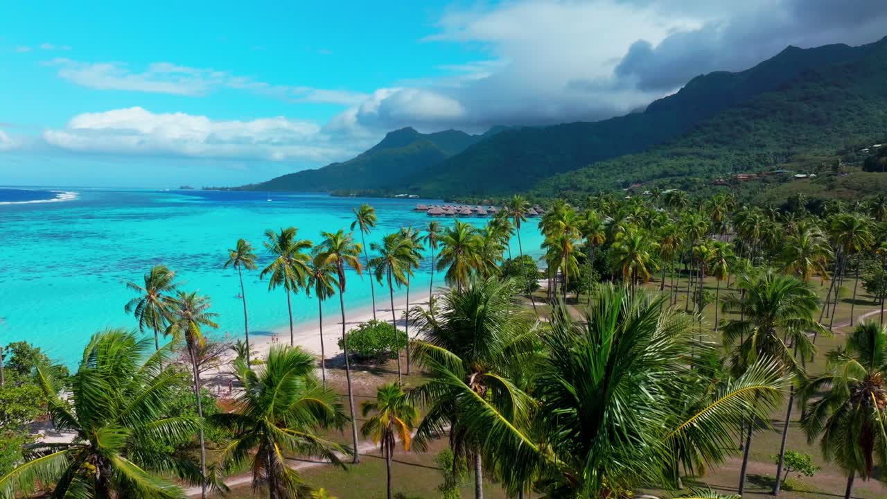 Palm Coconut trees Moorea Toatea Lookout French Polynesia aerial drone snorkel swim turquoise blue water coral reef Tema'e Sofitel Kia Ora Public Beach Beach Belvedere De upward motion