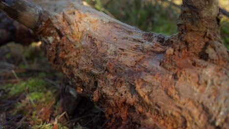 tronco de árbol caído en el suelo del bosque verde y vibrante en un día soleado, dolly adelante