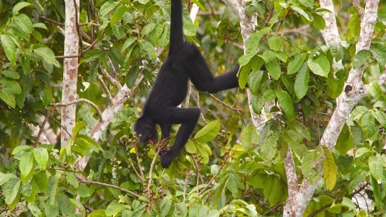 In Peru’s rainforest, a black spider monkey dangles mid-canopy, snacking on ripe morning fruit.