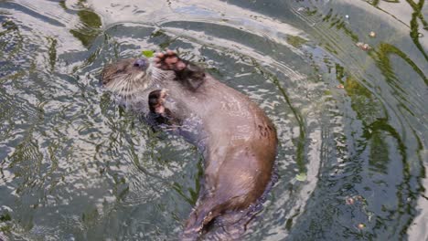 Otter-Sind-Fleischfressende-Säugetiere-Der-Unterfamilie-Lutrinae.-Die-13-Existierenden-Otterarten-Leben-Alle-Semiaquatisch,-Aquatisch-Oder-Marine-Und-Ernähren-Sich-Von-Fischen-Und-Wirbellosen.