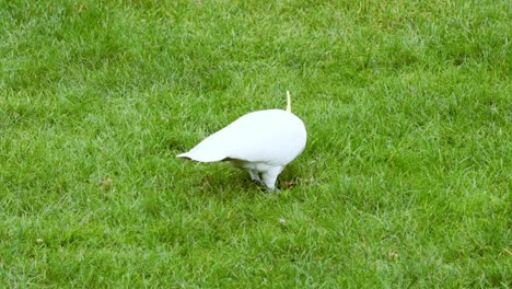 a cockatoo searching for food on grass