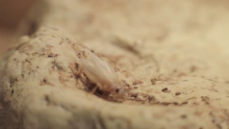 a cricket moves along a rock in a reptile enclosure