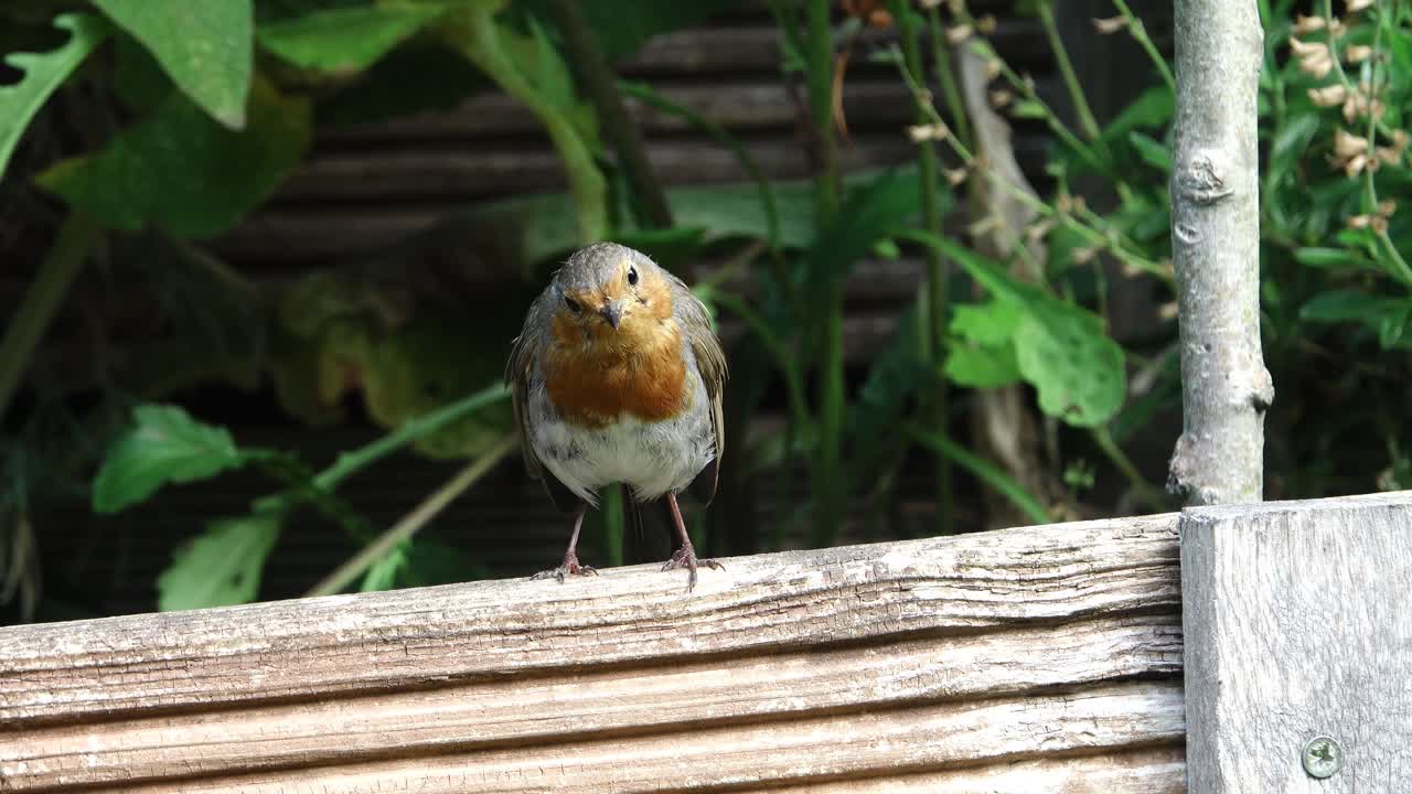 Robin redbreast, Erithacus rubecula, in a English country garden