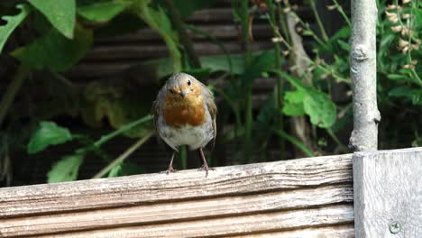 robin redbreast, erithacus rubecula, in a english country garden
