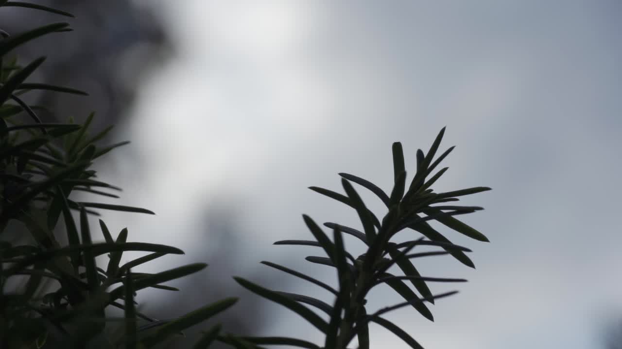 숲 나무 의 매크로  ⁇ , 기분 나쁜 겨울 빛 에 의해 백라이트