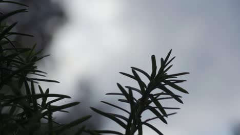 foto macro de un árbol del bosque, iluminado por la luz del invierno de mal humor