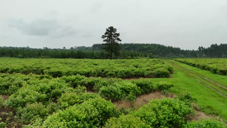 Drohnen-Luftschwenk-über-Yerba-Mate-Plantage-Mit-Hintergrundwald,-Nachhaltige-Landwirtschaft,-Agrarindustrie,-Santa-María-Misiones,-Argentinien,-Südamerika