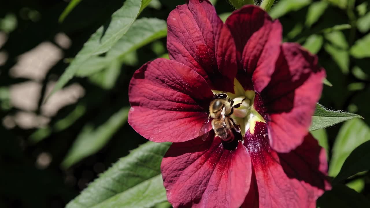 Fargerik hagevideo med lav vinkel, som viser fargerike blomster mot en klar blå himmel.