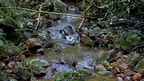 a clear mountain stream flows over mossy rocks and stones in a lush forest setting, with natural daylight and a steady camera perspective