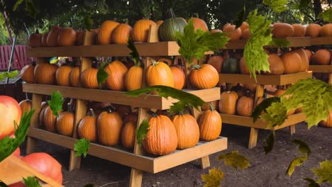 animation of autumn leaves falling over pumkins on shelves