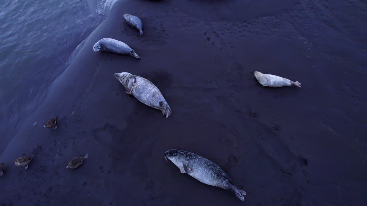 милые тюлени лежат тихо на черном песчаном пляже