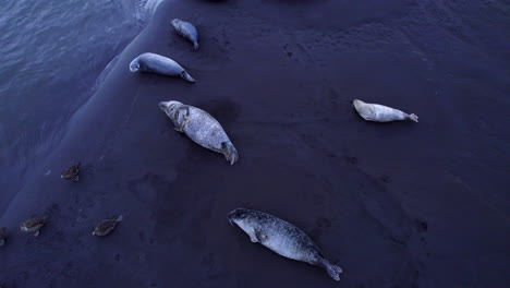 Niedliche-Robben-Liegen-Ruhig-Am-Schwarzen-Sandstrand