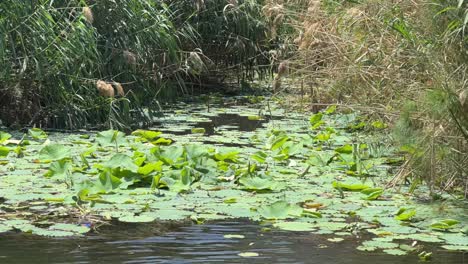 nile river close to cairo in egypt during the day with fauna and vegetation in the north of africa