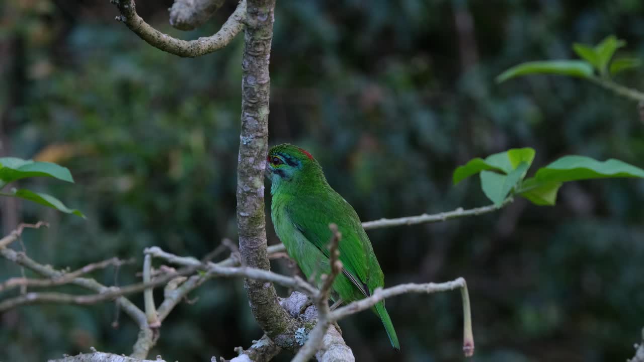 카메라, 카오야이 국립공원, 태국
