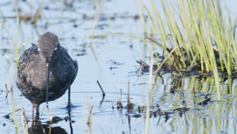 Closeup-of-spotted-redshank-feeding-in-shallow-puddle-during-spring-migration-in-wetlands