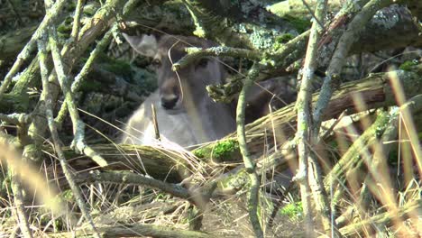 Damwild-Versteckt-Sich-In-Den-Büschen