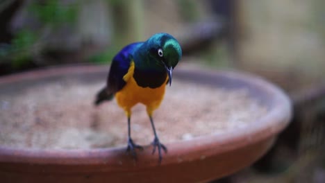 Primer-Plano-De-Un-Pájaro-Colorido-Mirando-Curiosamente-En-La-Jaula