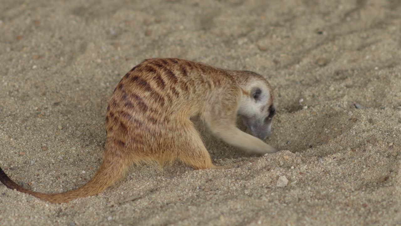 Suricata cavando na areia