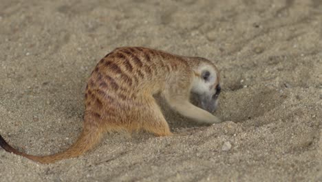 meerkat suricata digging in the sand